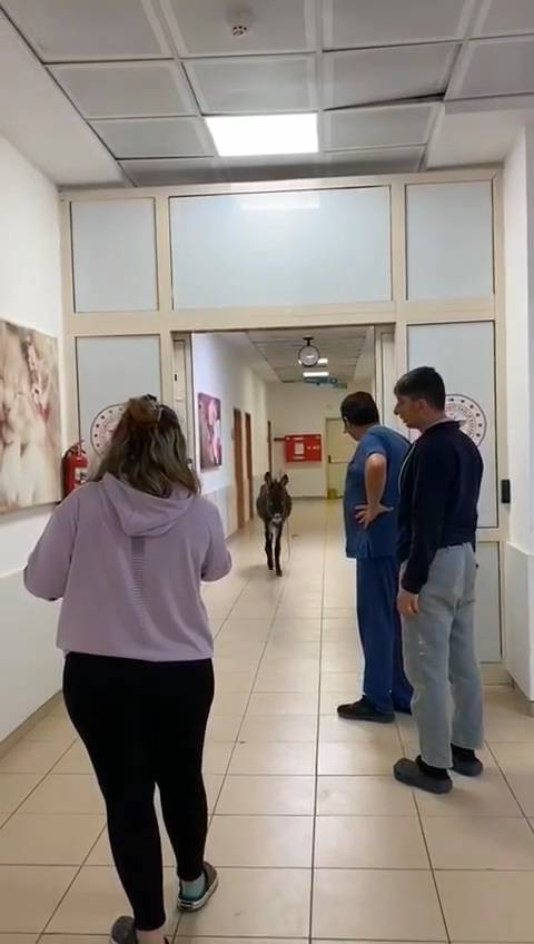 Polisten kaçan firari eşek soluğu acil serviste aldı - Resim: 3